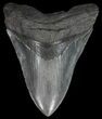 Serrated Megalodon Tooth - Georgia #52452-1